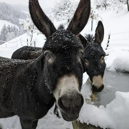 In Emmentaler Bauernhaus, Vogelsang