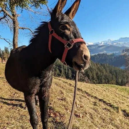 Διαμέρισμα In Emmentaler Bauernhaus, Vogelsang *