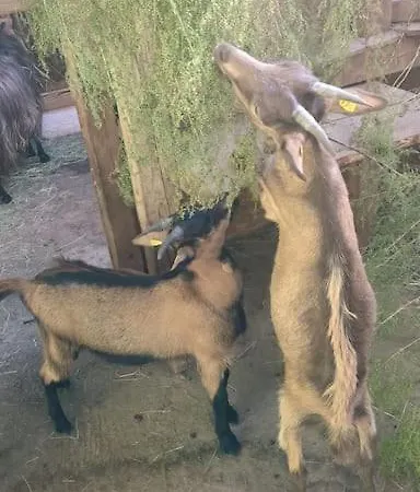 Appartamento In Emmentaler Bauernhaus, Vogelsang Lauperswil