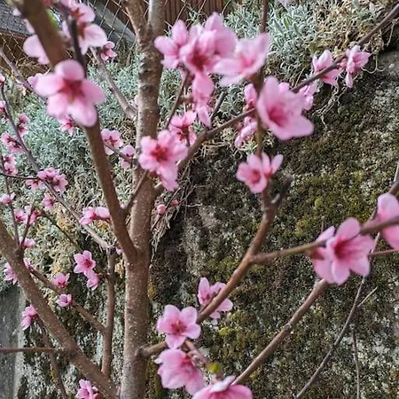 In Emmentaler Bauernhaus, Vogelsang