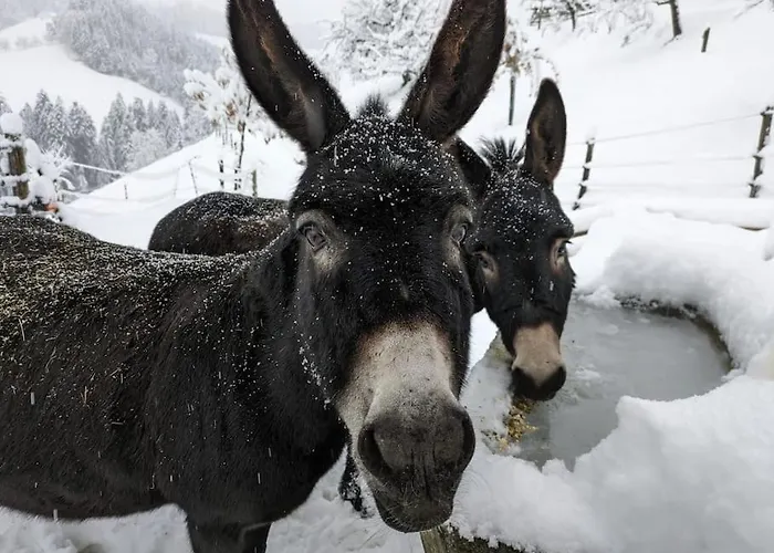 In Emmentaler Bauernhaus, Vogelsang